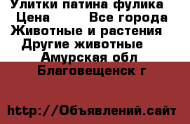 Улитки патина фулика › Цена ­ 10 - Все города Животные и растения » Другие животные   . Амурская обл.,Благовещенск г.